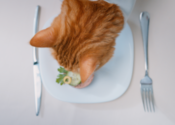Things To Know When Cooking for Cats