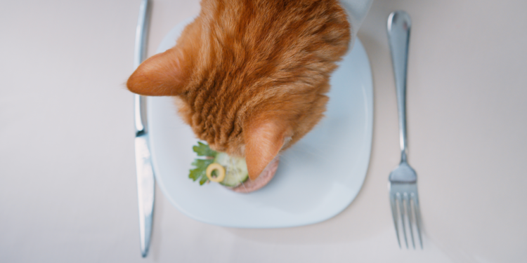 Things To Know When Cooking for Cats