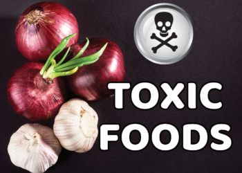 Toxic Foods For Dogs